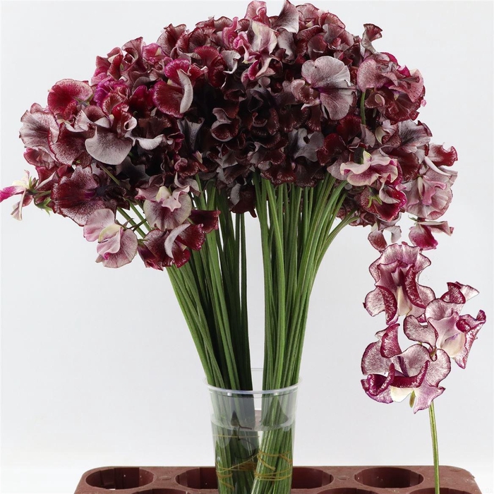 <h4>Lathyrus Misty Maroon</h4>
