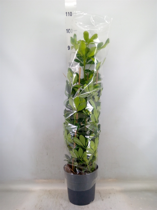 <h4>Schefflera arbor. 'Gold Capella'</h4>