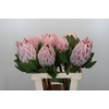 Protea Cynaroides