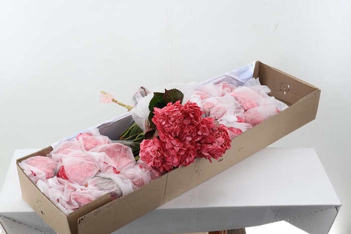 <h4>Hydr Red Select Box</h4>