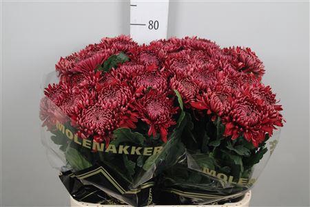 Chr G Regalmist Rood