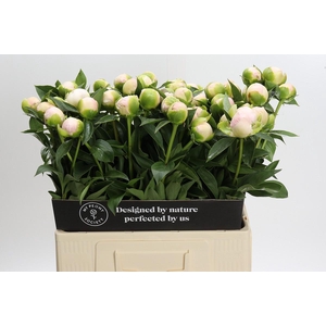 Paeonia Princess Bride
