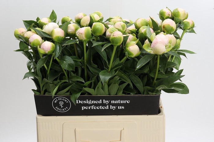 <h4>Paeonia Princess Bride</h4>