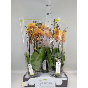 Phalaenopsis   ...orange