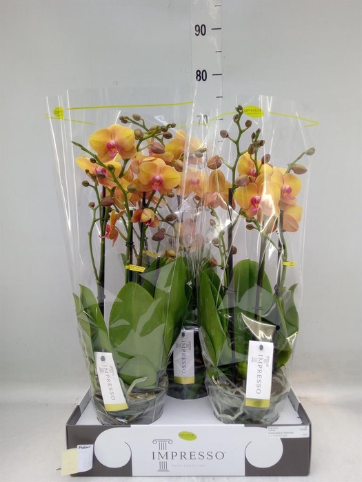 <h4>Phalaenopsis   ...orange</h4>