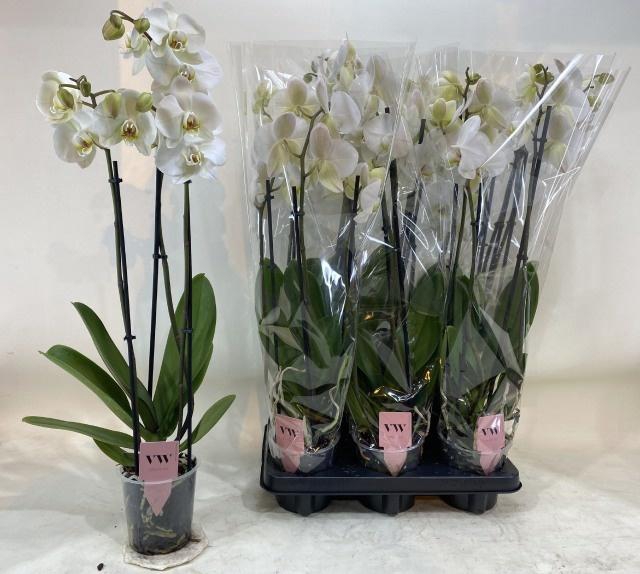 <h4>PHAL AN LEEDS</h4>