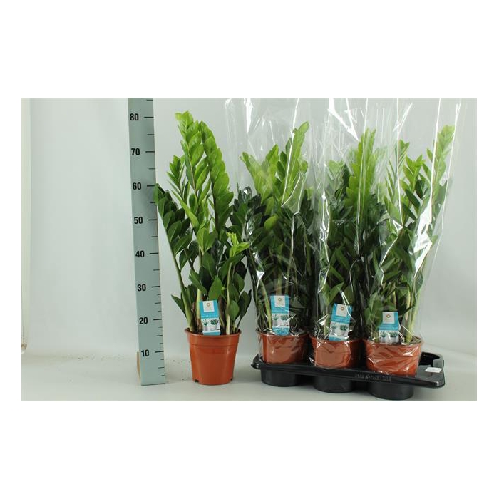 <h4>Zamioculcas zamifolia 17Ø 80cm 5st</h4>