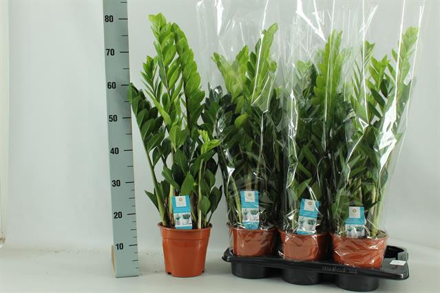 <h4>Zamioculcas Zamiifol</h4>