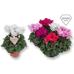 Cyclamen persicum midi Super Serie Merengue