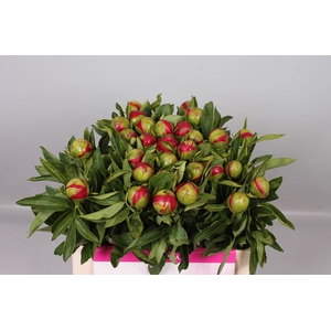 Paeonia Red Charm | Heavy Quality