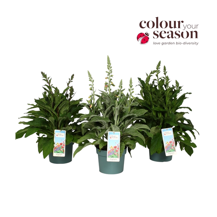 <h4>Digitalis Lucas Mix P19</h4>