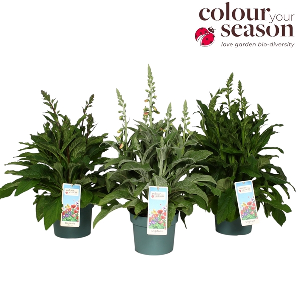 Digitalis Lucas Mix P19