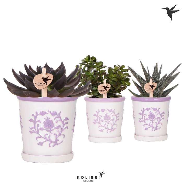 <h4>Kolibri Greens Succulenten mix in Malaga pot lila mix</h4>