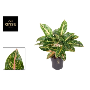 Aglaonema Red Okapi