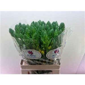 Ornit Db Gold Star 60cm