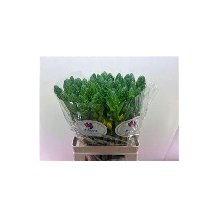 <h4>Ornit Db Gold Star 60cm</h4>