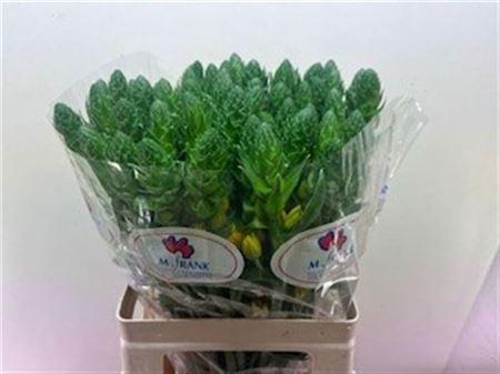 <h4>Ornit Db Gold Star 60cm</h4>