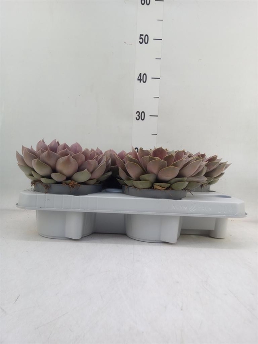 <h4>Echeveria   ...</h4>