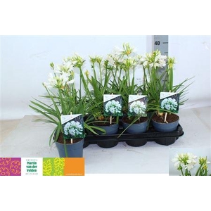 Agapa Charlotte 4+