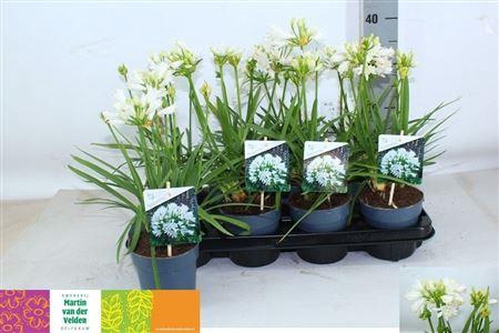 <h4>Agapa Charlotte 4+</h4>