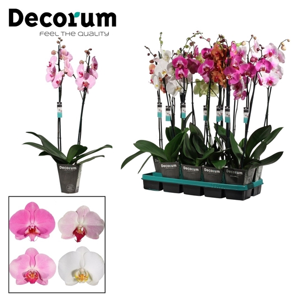 <h4>Phalaenopsis 2 tak East Europe mix (Decorum)</h4>