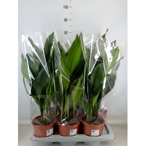 Aspidistra elat.