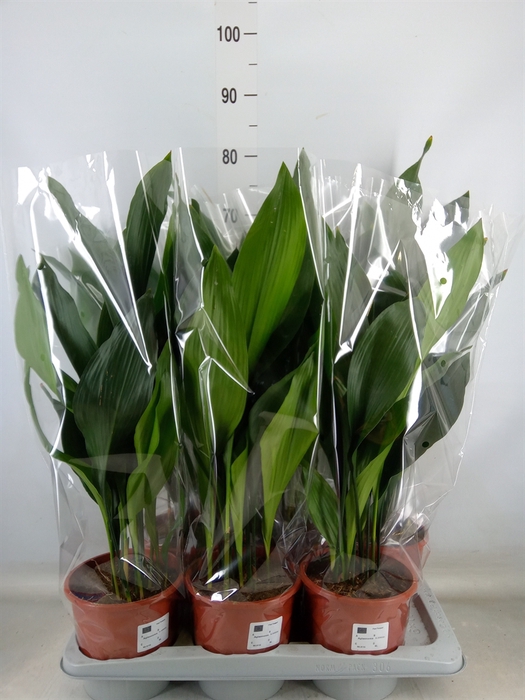 <h4>Aspidistra elat.</h4>