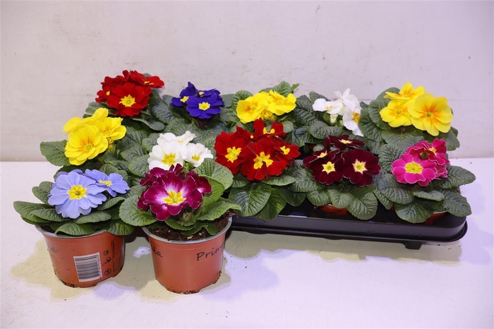 <h4>arr8 Prim Ac Paradiso Gem</h4>