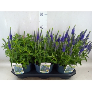 Veronica spicata 'Anniversary Blue'