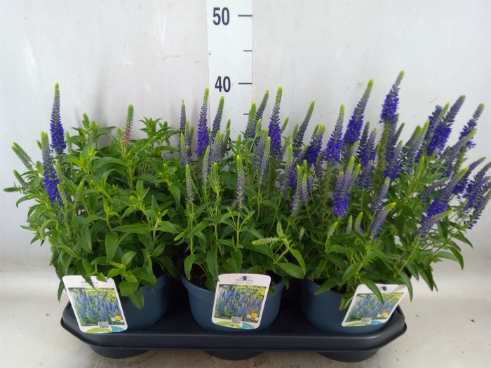 <h4>Veronica spicata 'Anniversary Blue'</h4>
