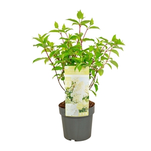 Hydrangea pan. 'Magical Andes'®