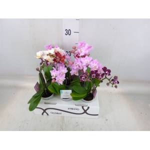 Phalaenopsis   ...mini