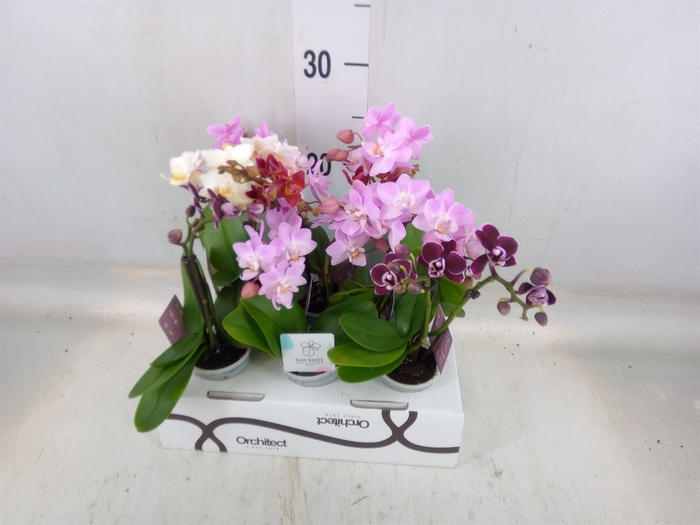 <h4>Phalaenopsis   ...mini</h4>