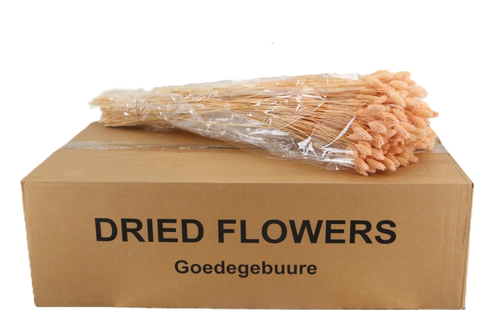 <h4>DROOGBL BEWERKT H%</h4>