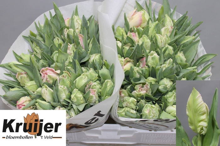 <h4>TU PA ZAMBESI</h4>