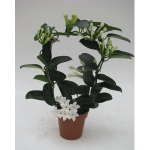 Stephanotis floribunda