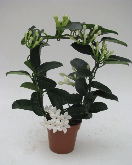 <h4>Stephanotis floribunda</h4>