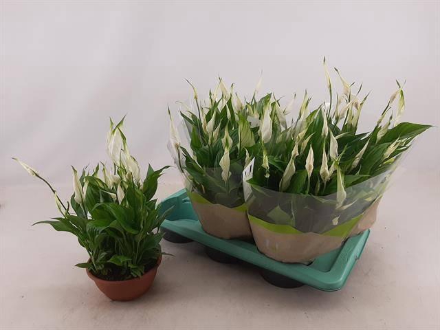 <h4>SPATH CHOPIN</h4>