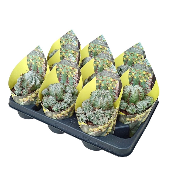 <h4>EUPHORBIA HORRIDA</h4>