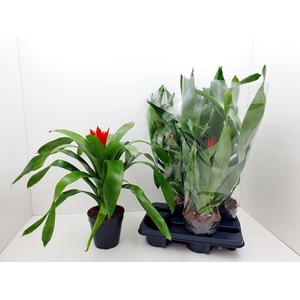 AECH ROZ ELEGANT RED