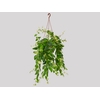 COLUMNEA BATOM C21 PENDENTE
