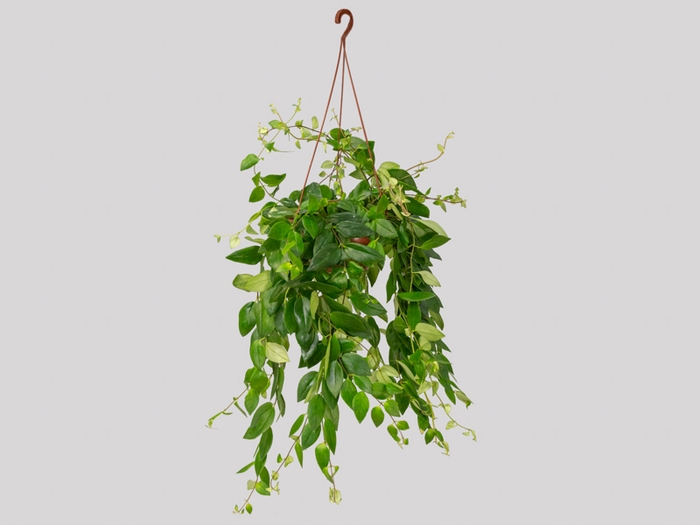 COLUMNEA BATOM C21 PENDENTE