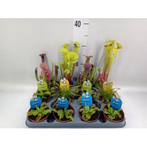 Vleesetende planten