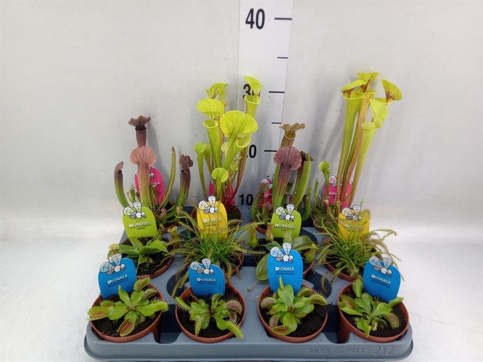 <h4>Vleesetende planten</h4>