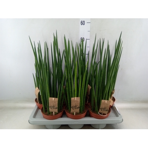 Sansevieria bacularis