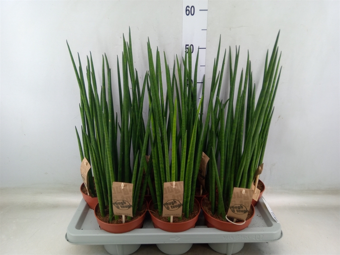 <h4>Sansevieria bacularis</h4>