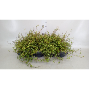 Muehlenbeckia com. 'Mao'ri'
