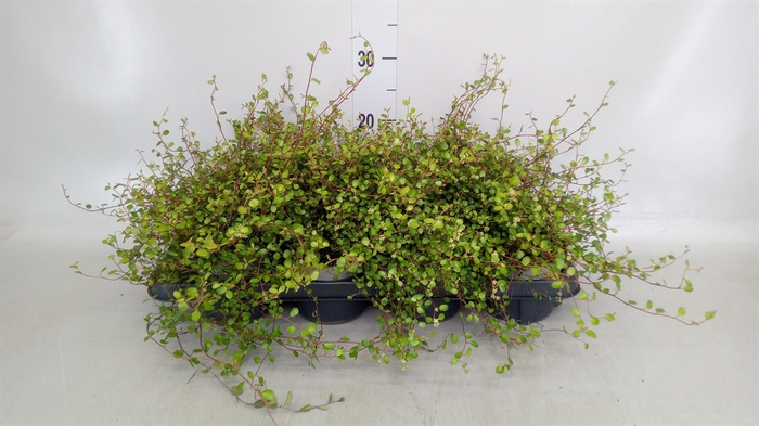 <h4>Muehlenbeckia com. 'Mao'ri'</h4>
