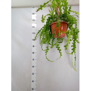 Epiphyllum anguliger