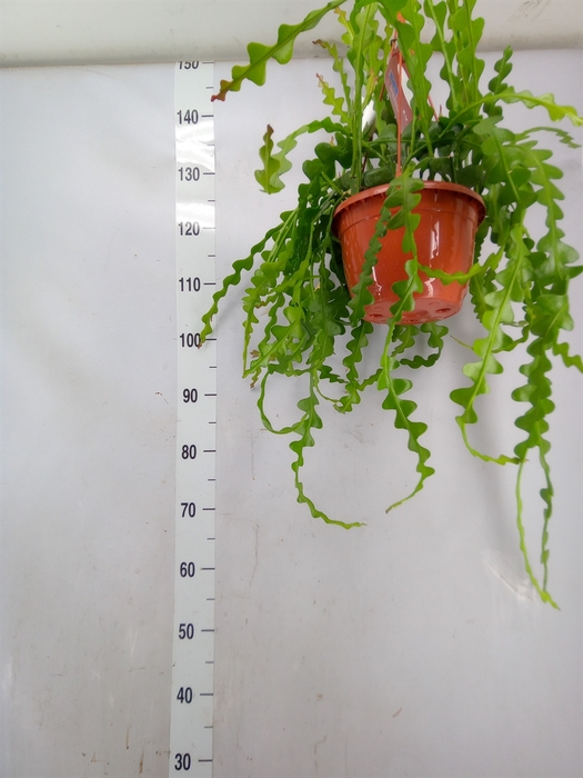 <h4>Epiphyllum anguliger</h4>